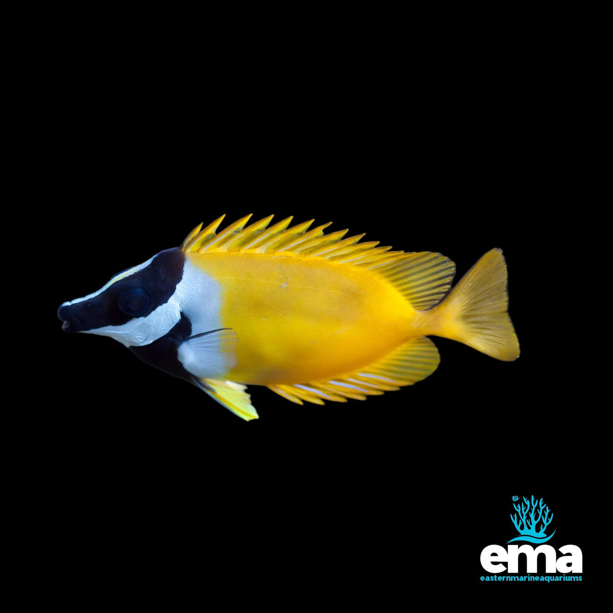 Foxface Rabbitfish | EasternMarine Aquariums