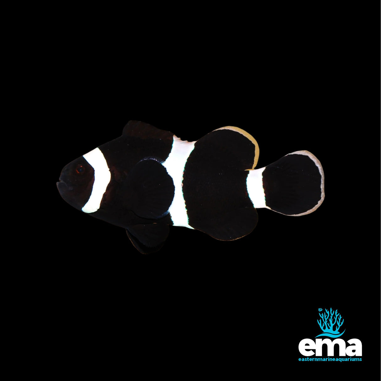 Captive Bred Darwin Clownfish