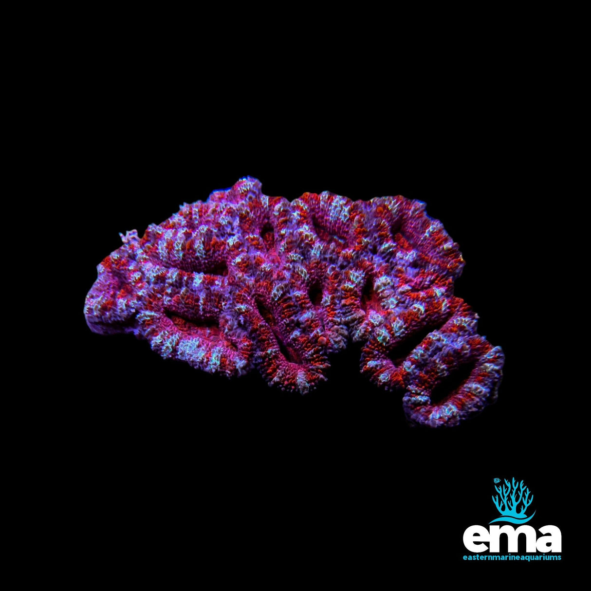 Maze Brain Coral - Pink/Red