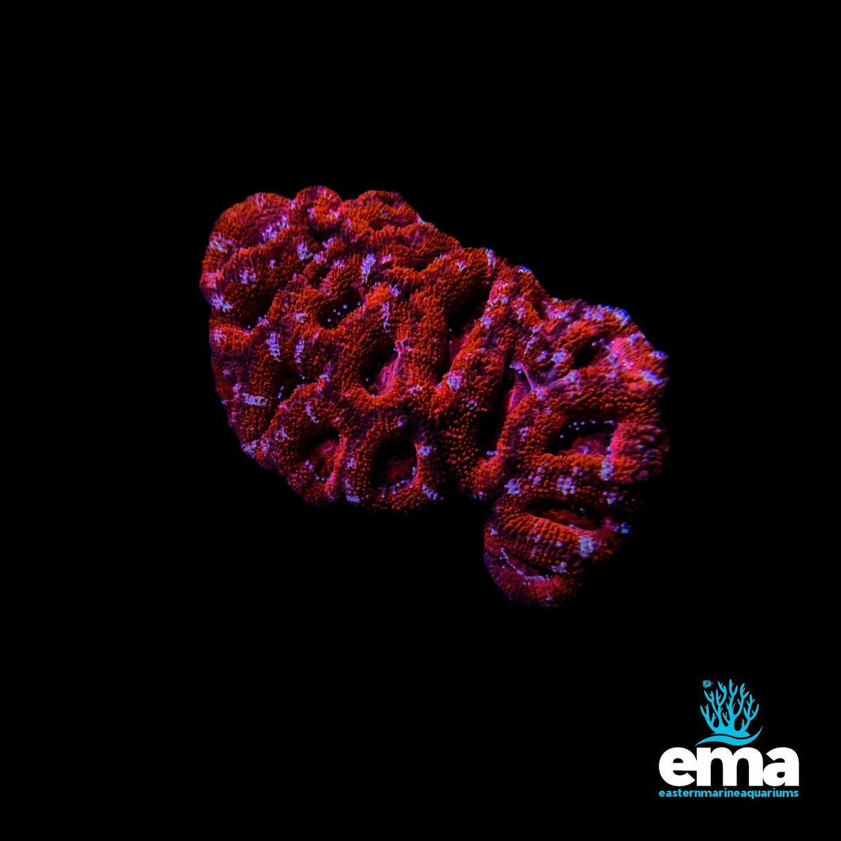 Maze Brain Coral - Red/Orange