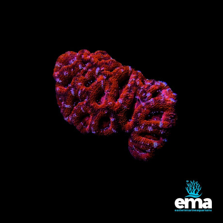 Maze Brain Coral - Red/Orange