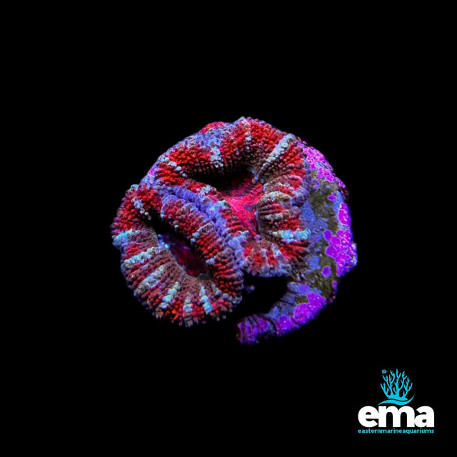 Scolymia Coral - Red/Purple