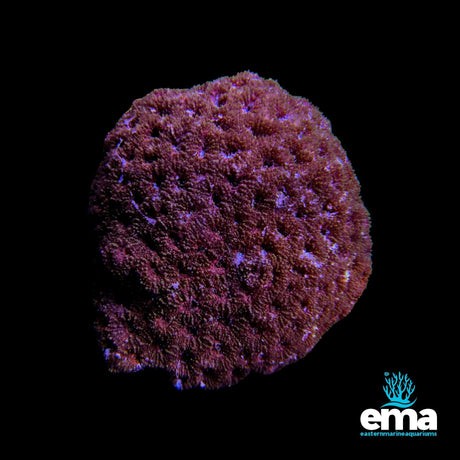Blastomussa Coral - Red/Pink