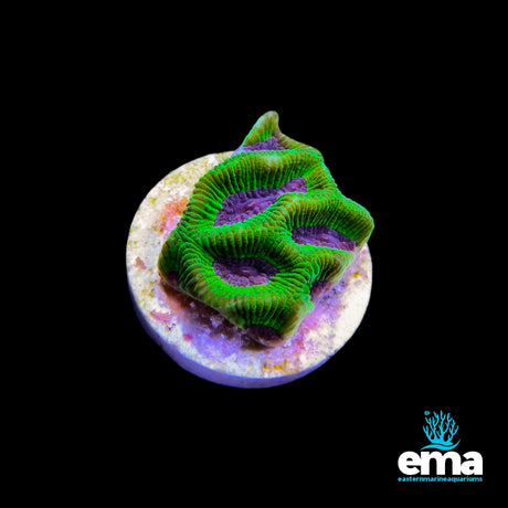 Brain Coral - Green/Purple