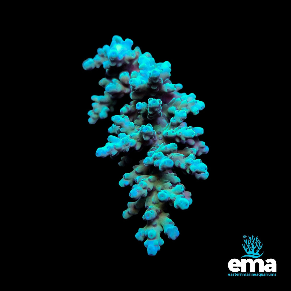 Acropora Coral - Teal/Blue