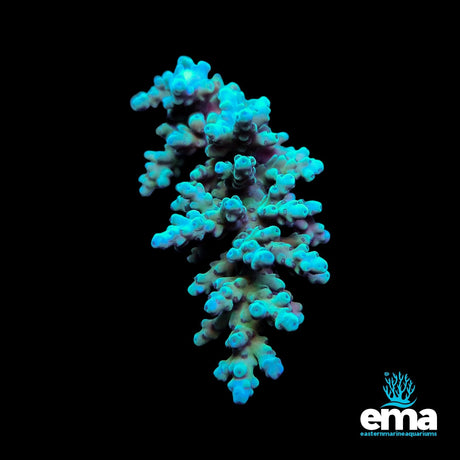 Acropora Coral - Teal/Blue