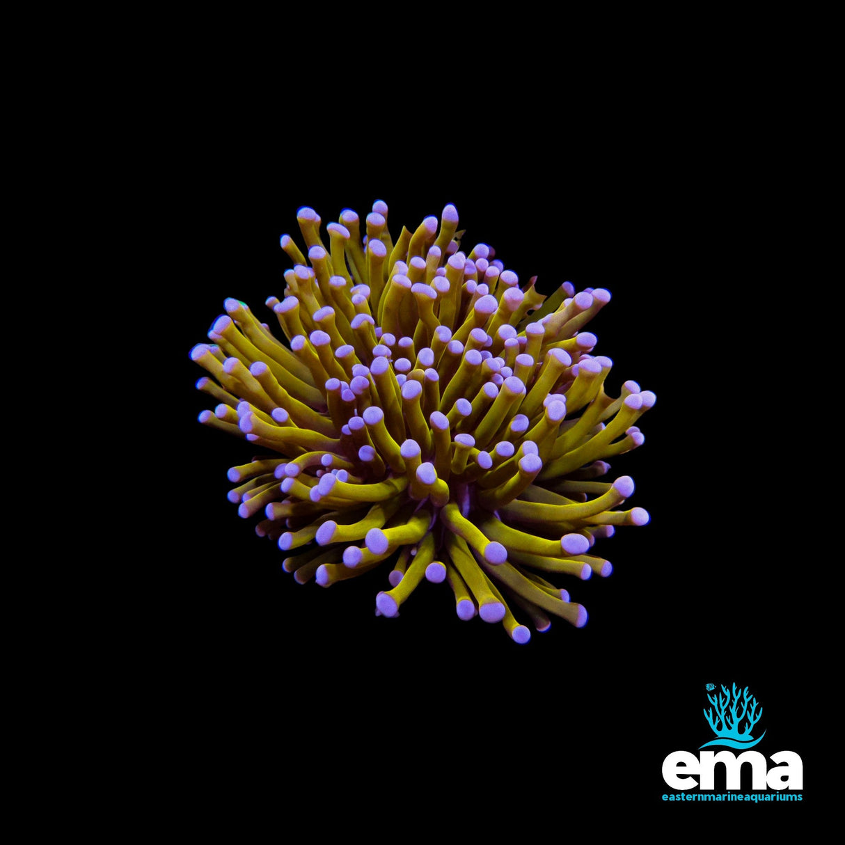 Australian 24k Gold Torch