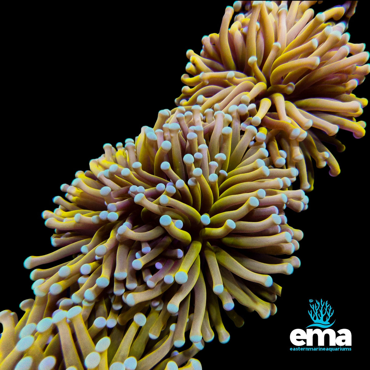 Australian Brass Monkey Gold Torch