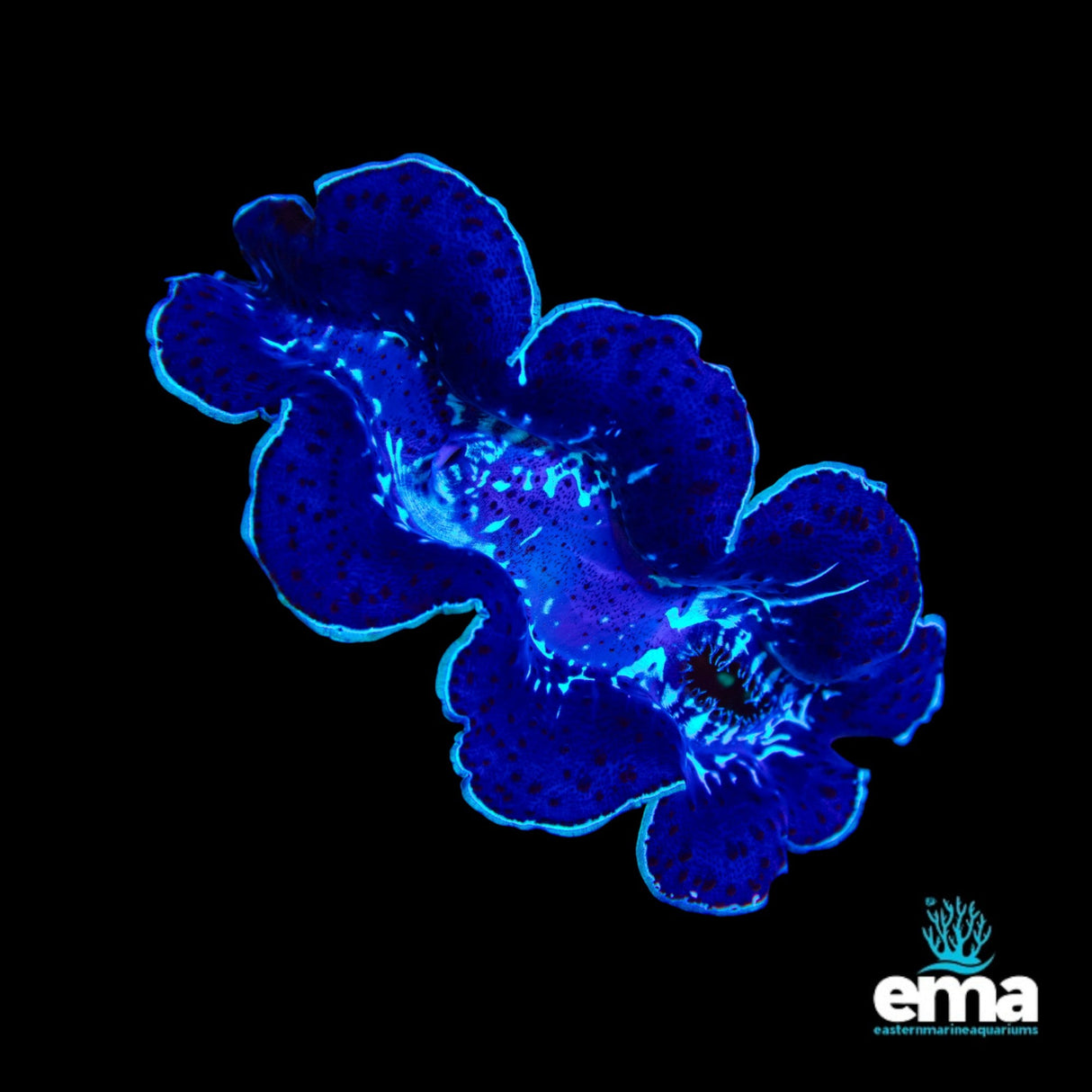 Tridacna Maxima Clam - Small