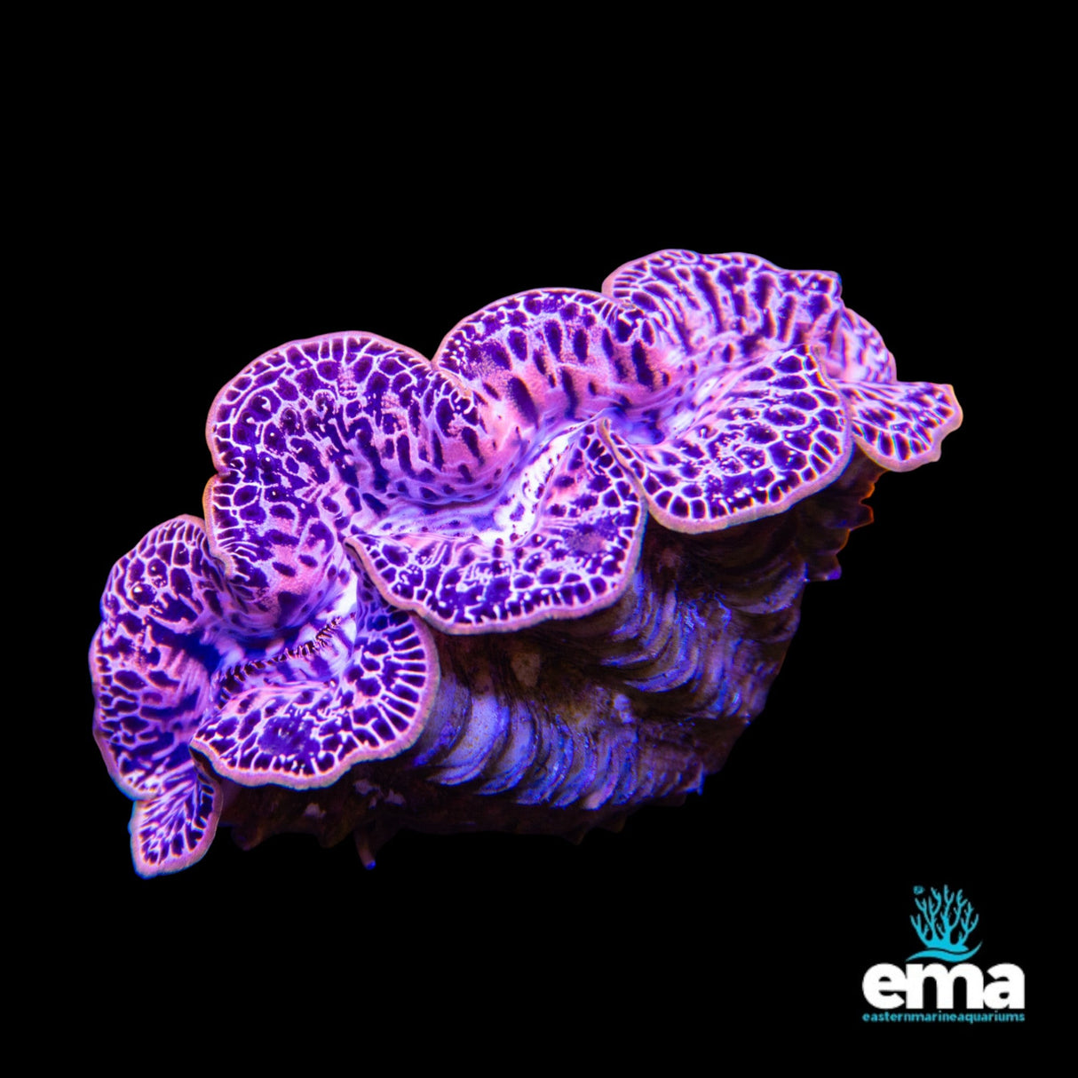 Tridacna Maxima Clam - Small