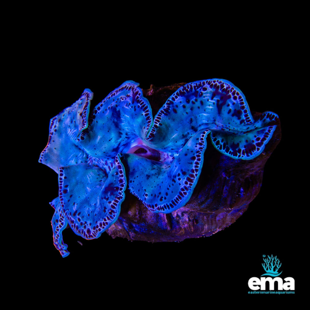 Tridacna Maxima Clam - Large