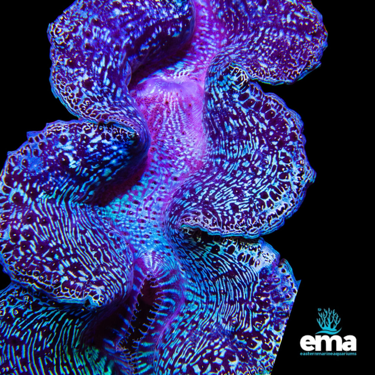 Tridacna Maxima Clam - Large