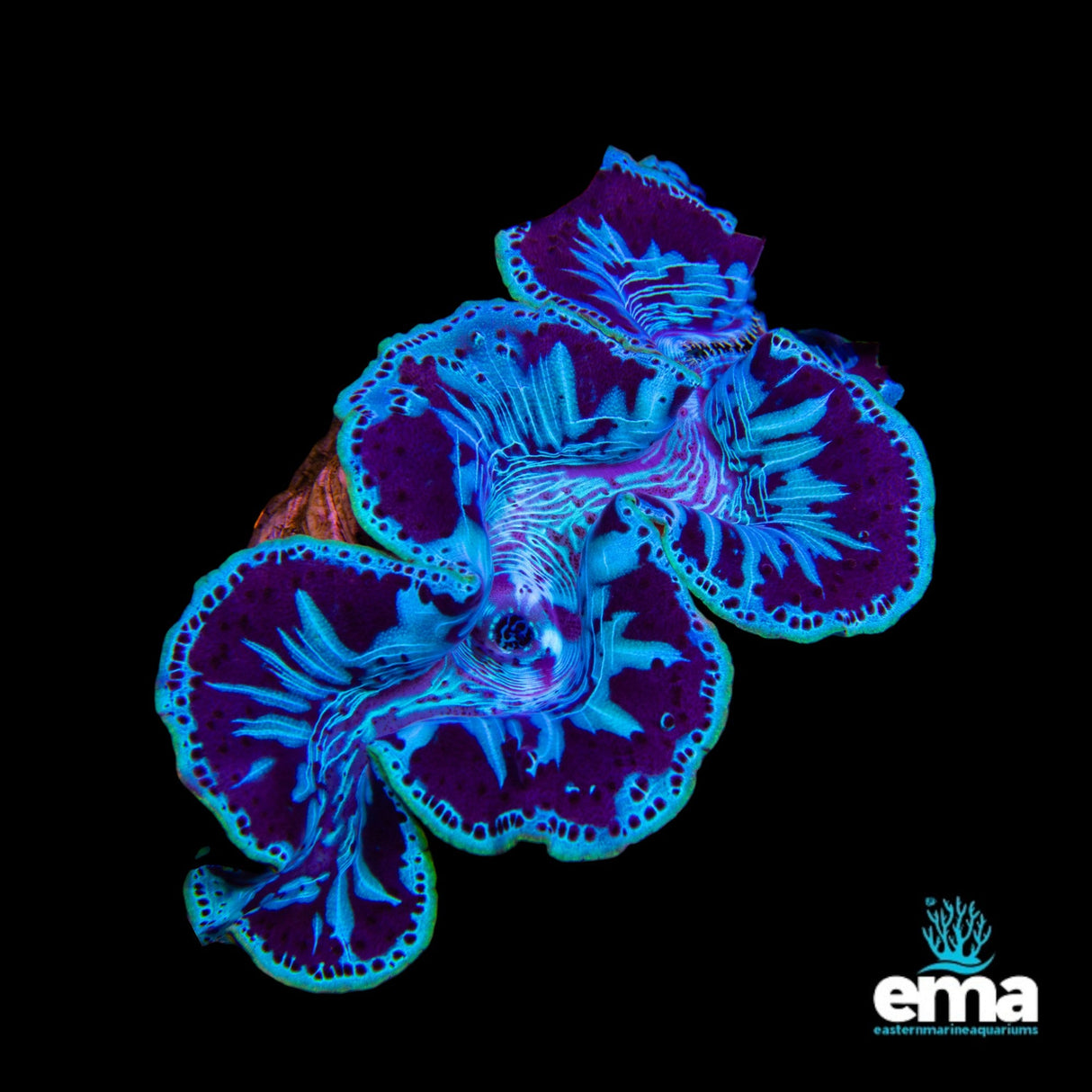 Tridacna Maxima Clam - Large