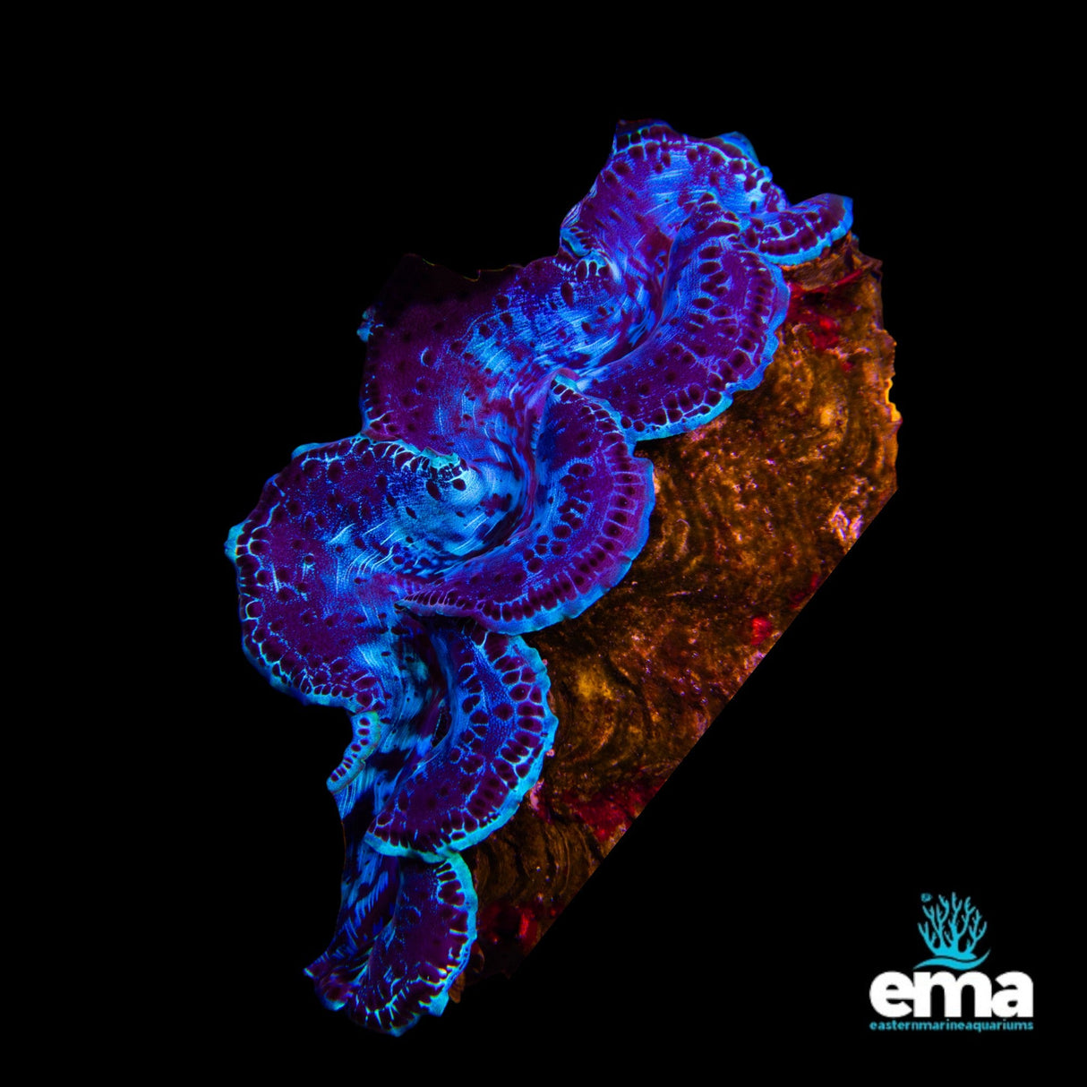 Tridacna Maxima Clam - Large