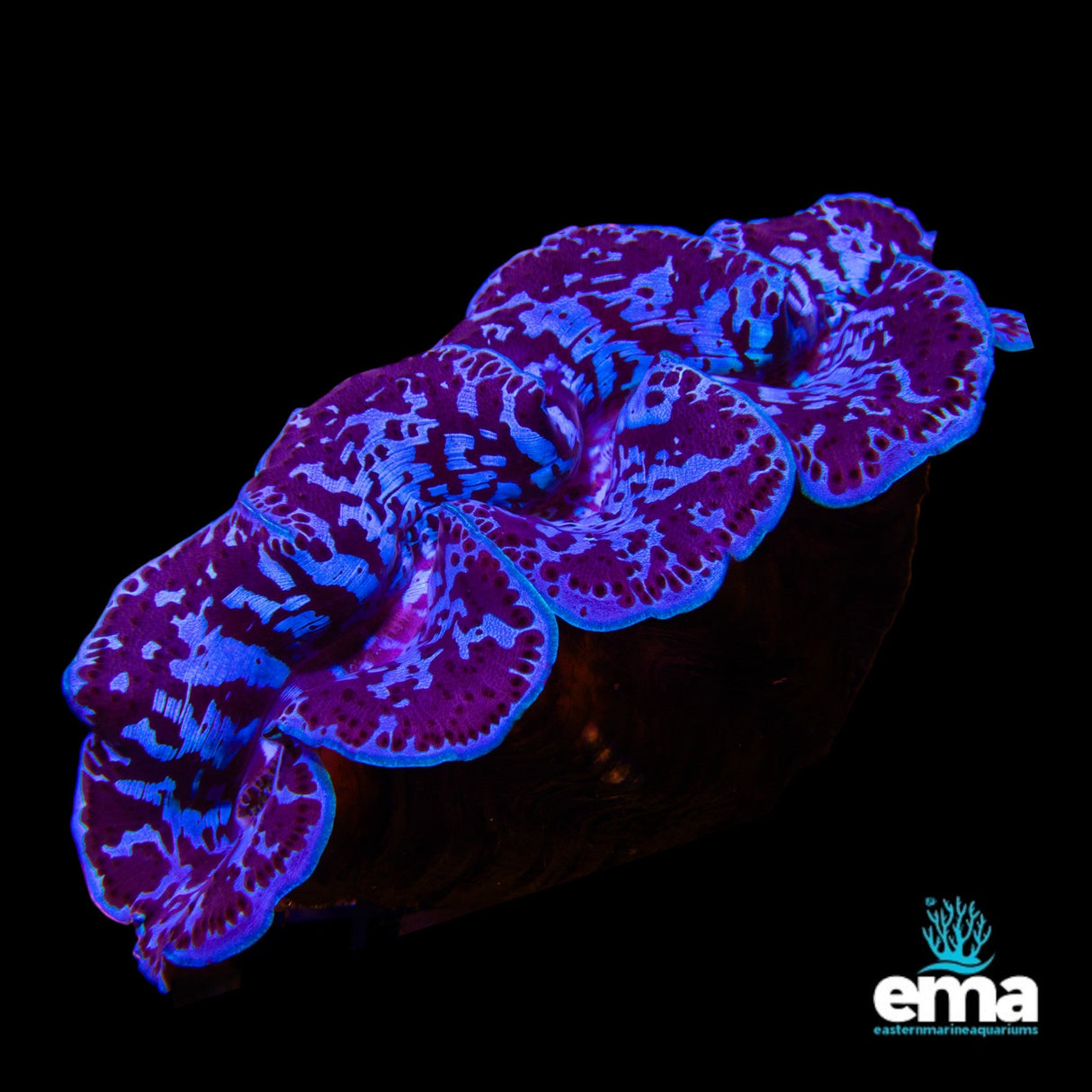 Tridacna Maxima Clam - Large