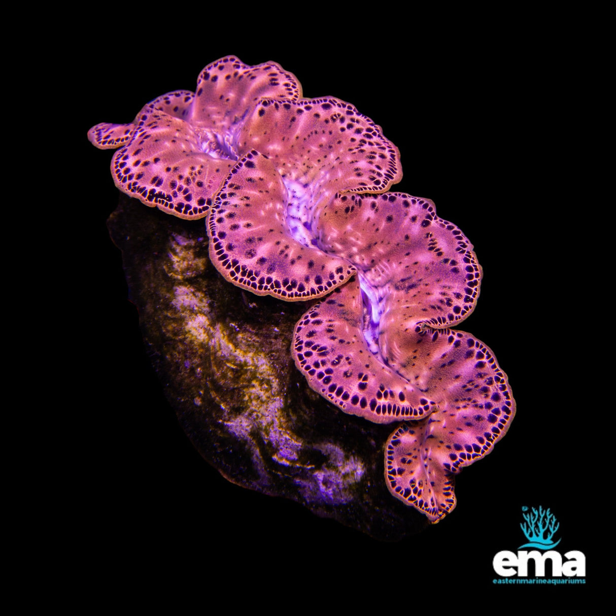Tridacna Maxima Clam - Large