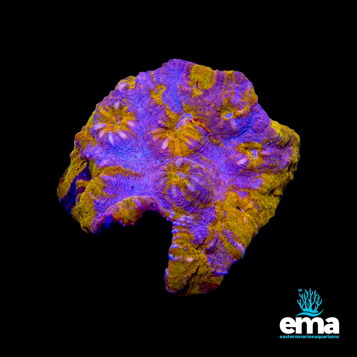 24k Gold & Purple Chalice Coral