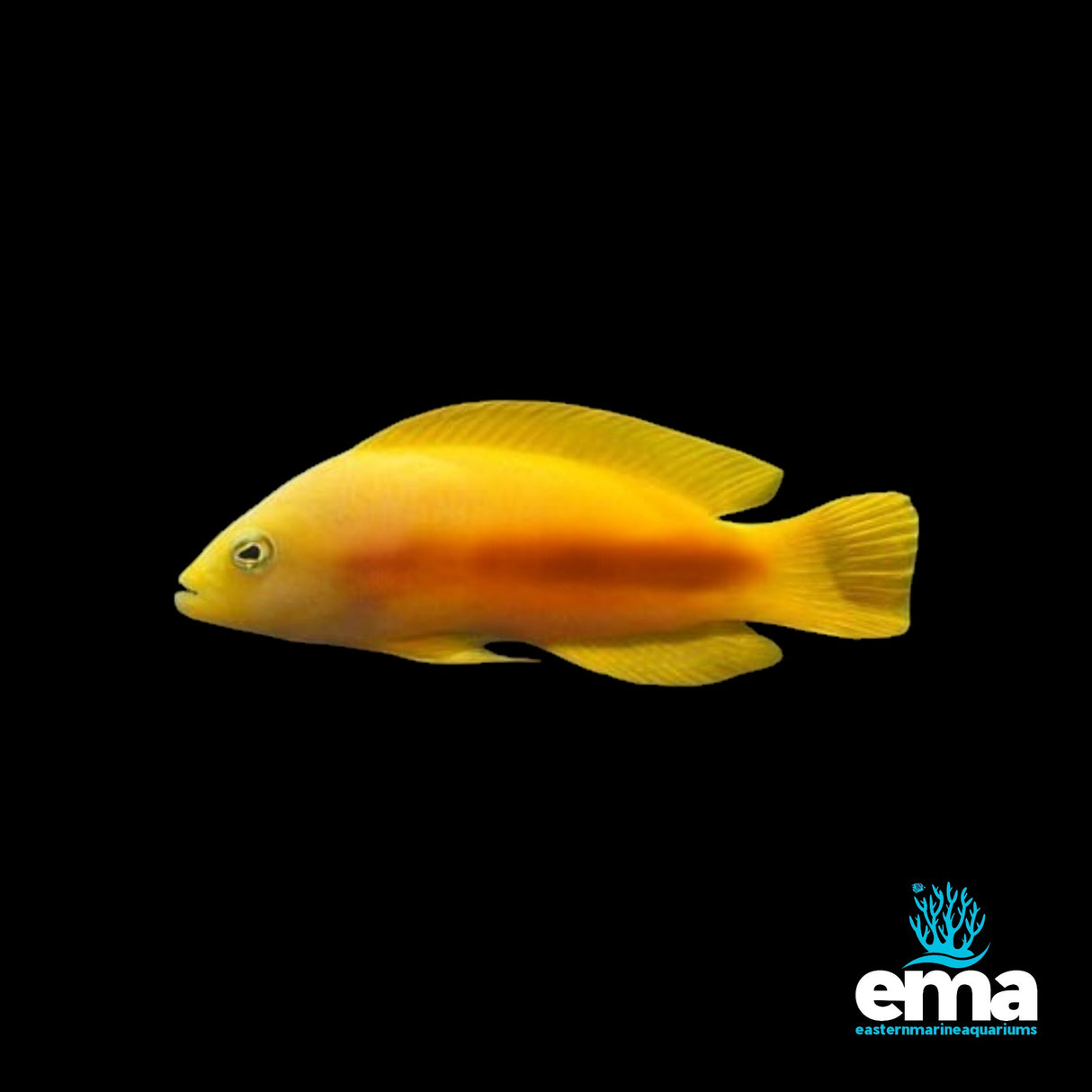 Golden Dottyback