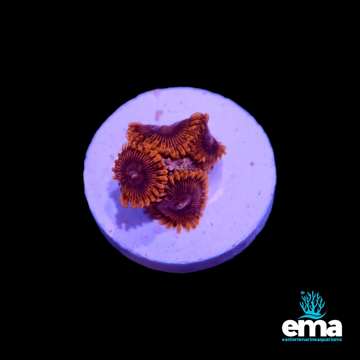 Zoanthid