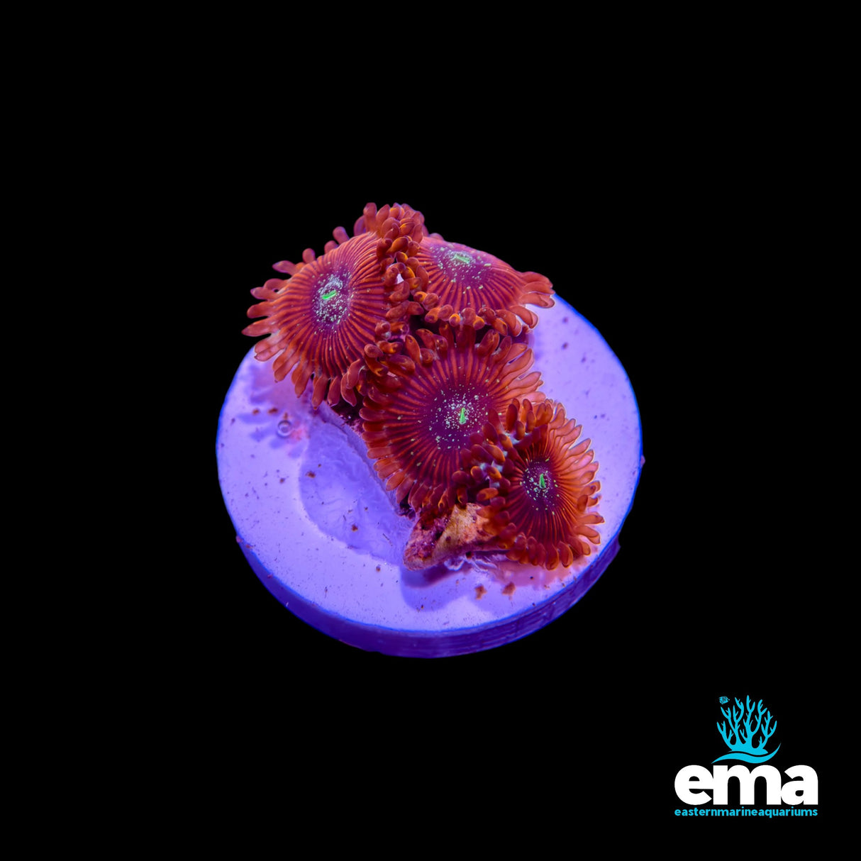 Maroon Red Zoanthid 105312
