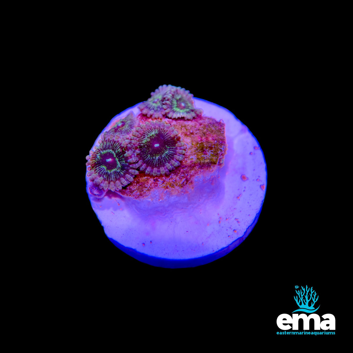 Forest Green Zoanthid 105356