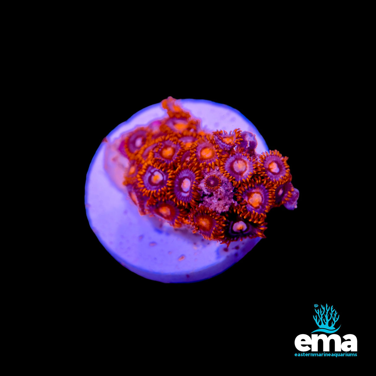 Assorted Zoanthid 105402