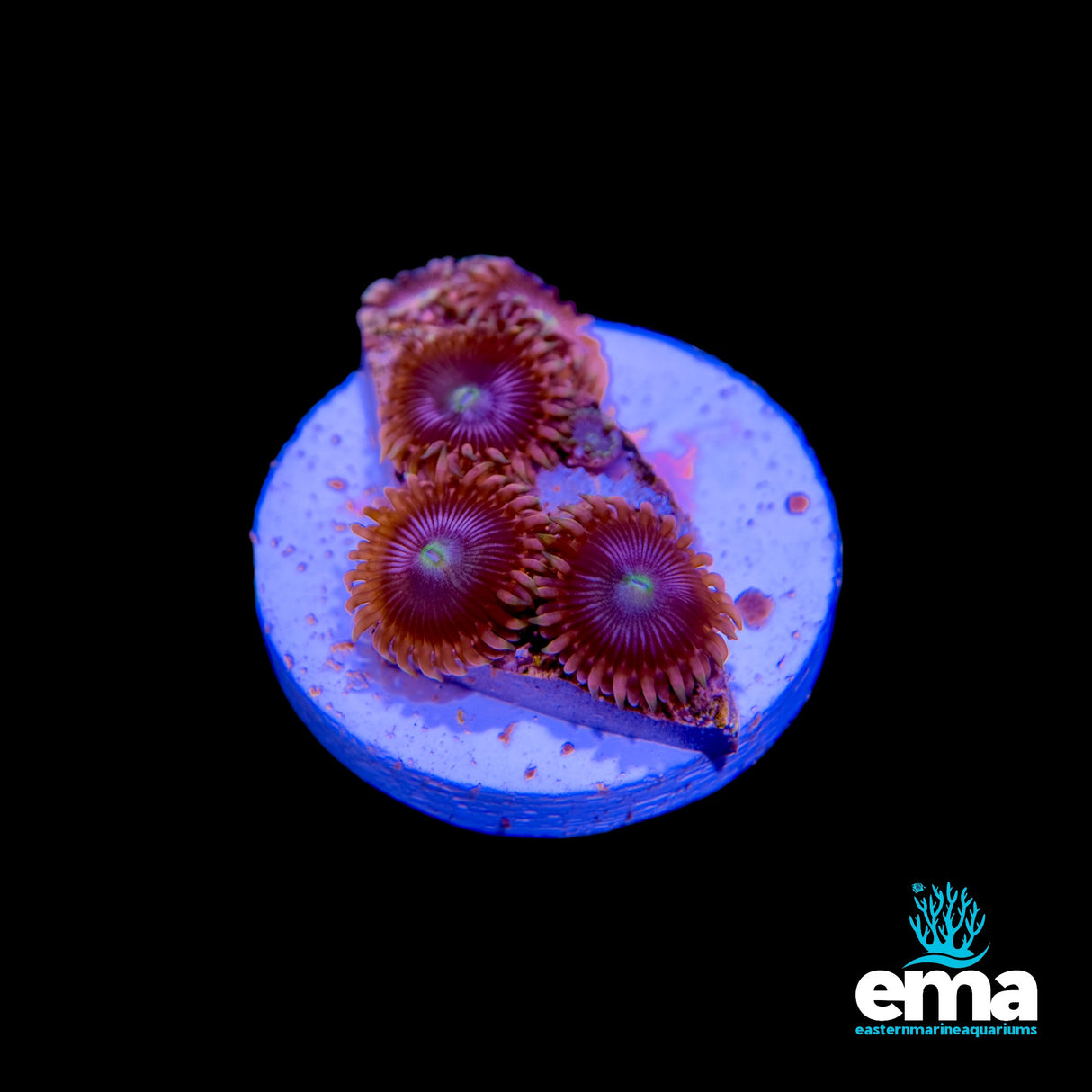 Red Zoanthid