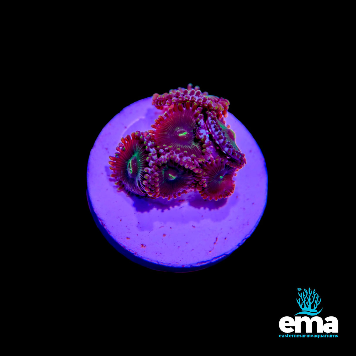 Maroon & Green Mouth Zoanthid