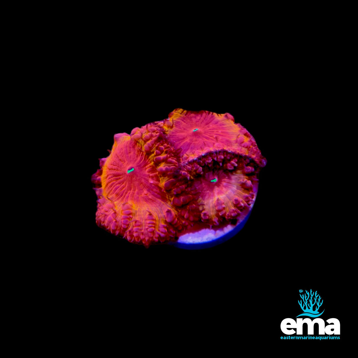 Blasto Frag - Two Tone