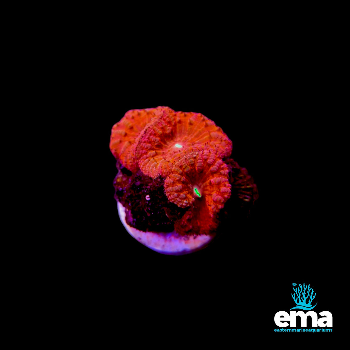 Blasto Frag - Single Tone