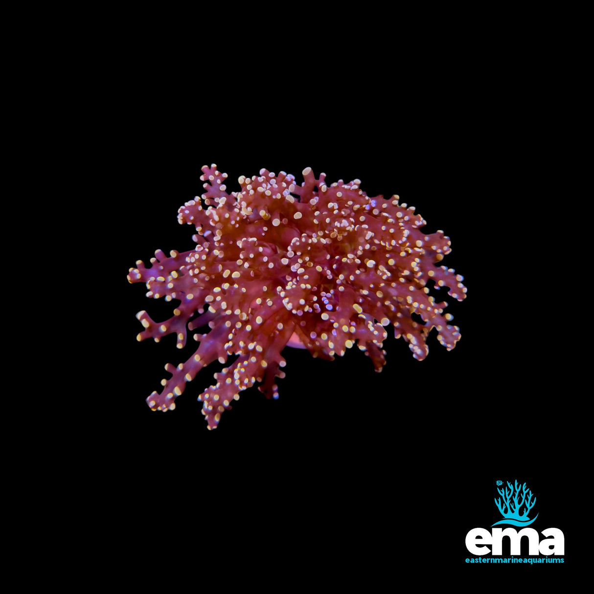 Orange Branching Frogspawn