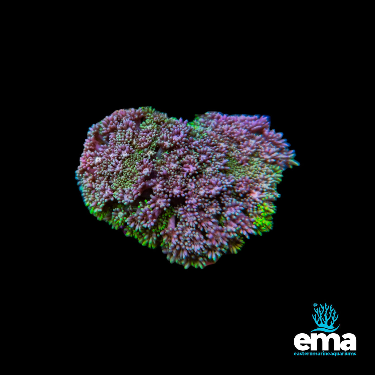 Goniopora