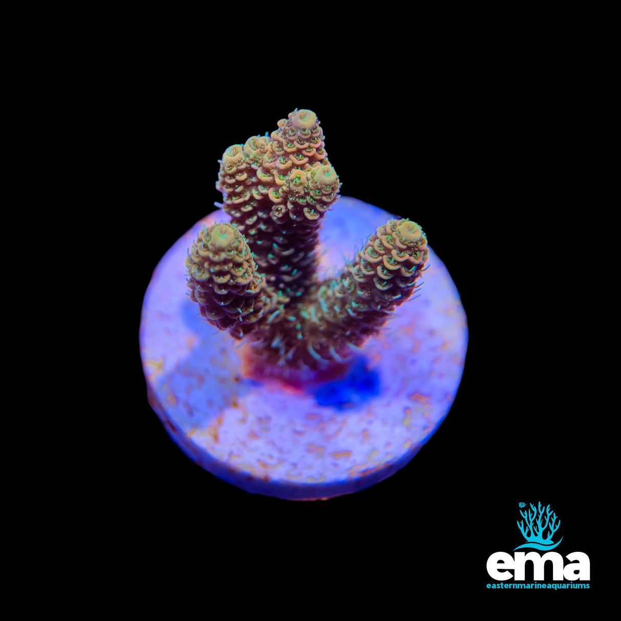 Acropora Fragment