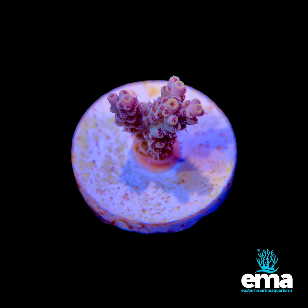 Acropora Fragment