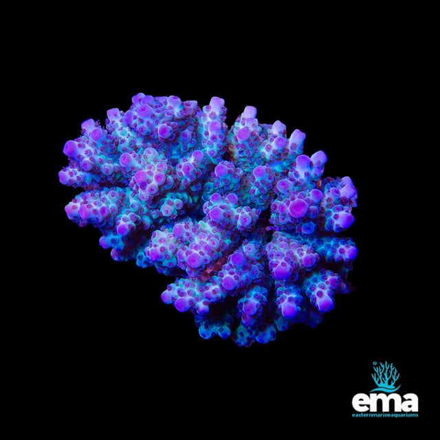 Acropora Coral