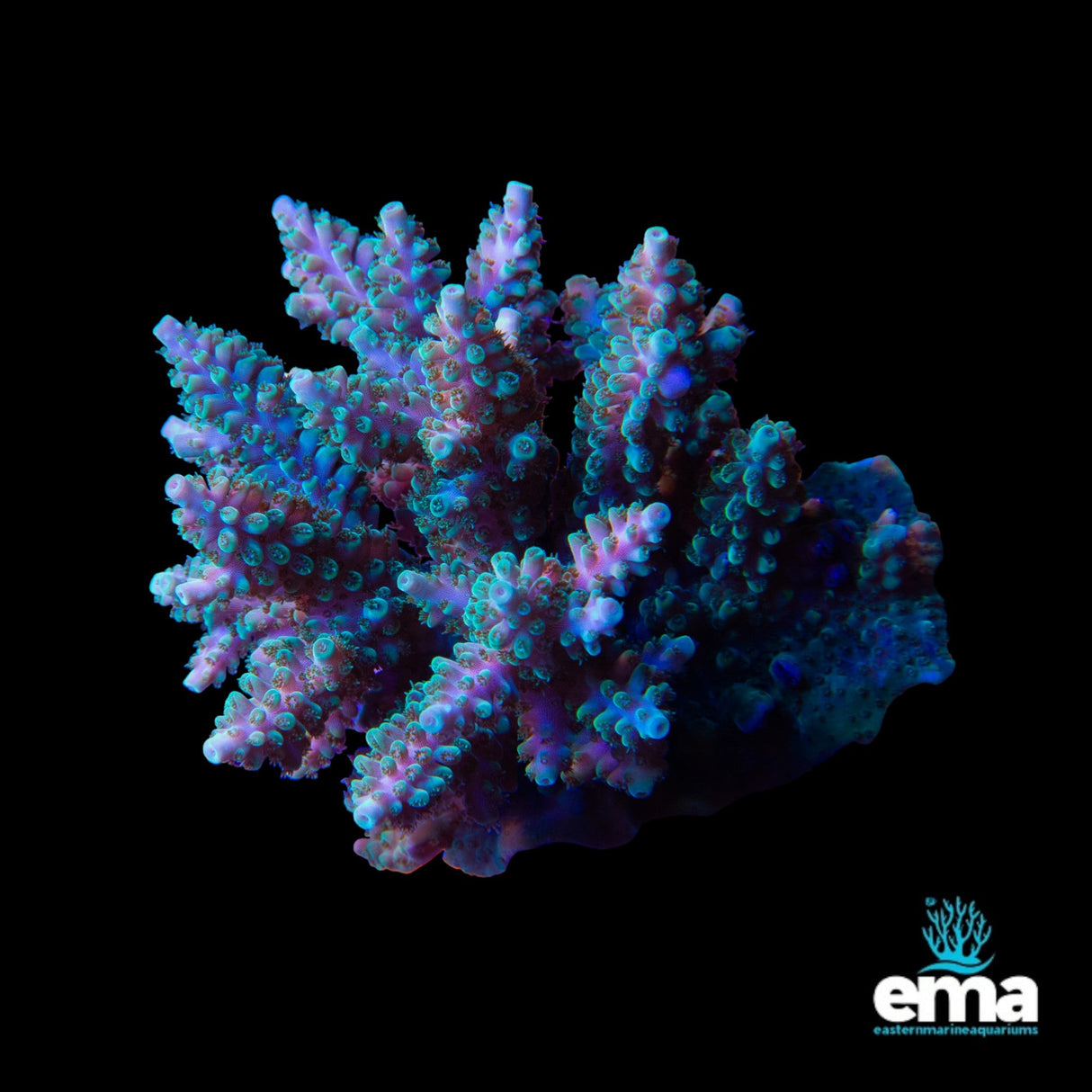 Acropora Coral