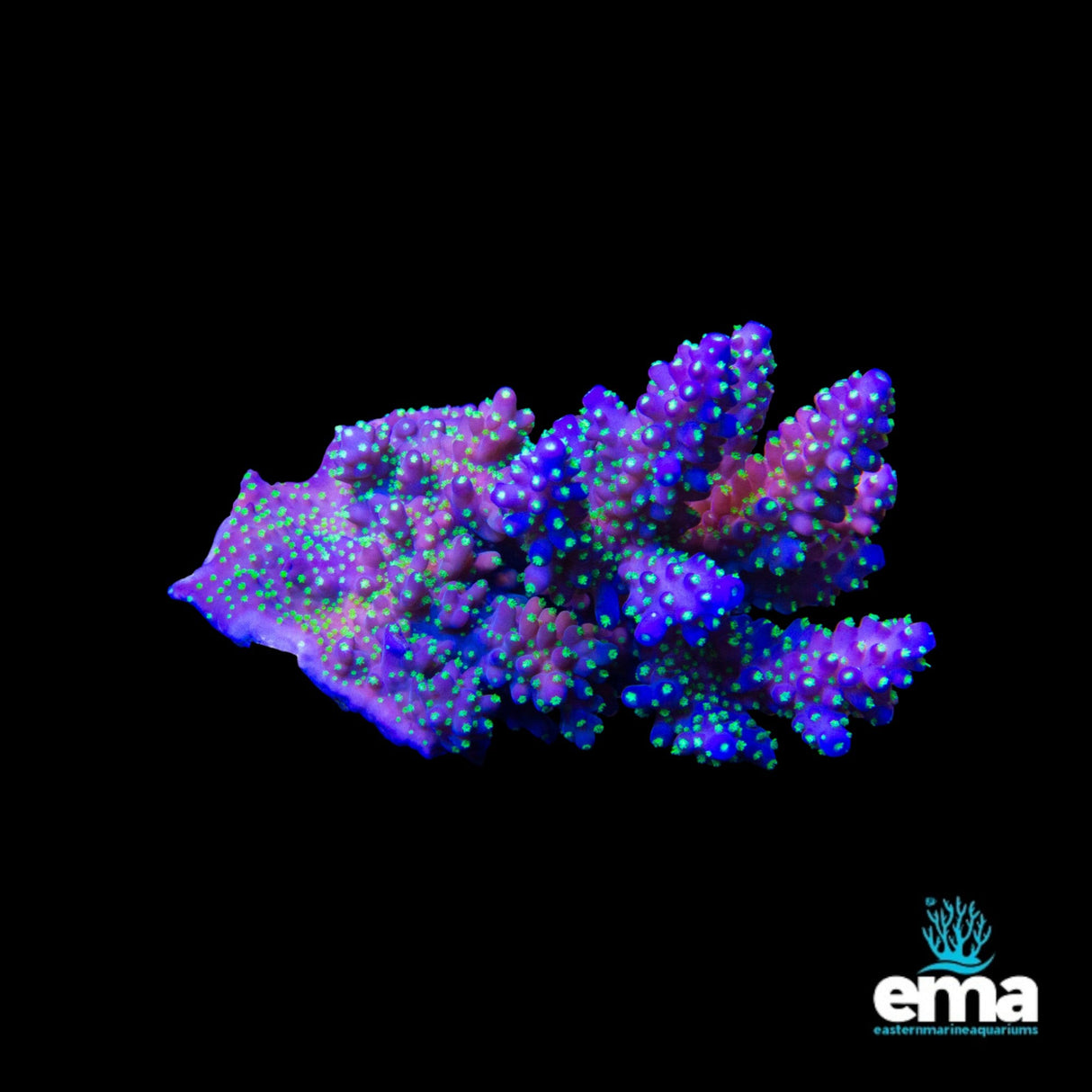 Acropora Coral