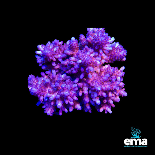 Acropora Coral
