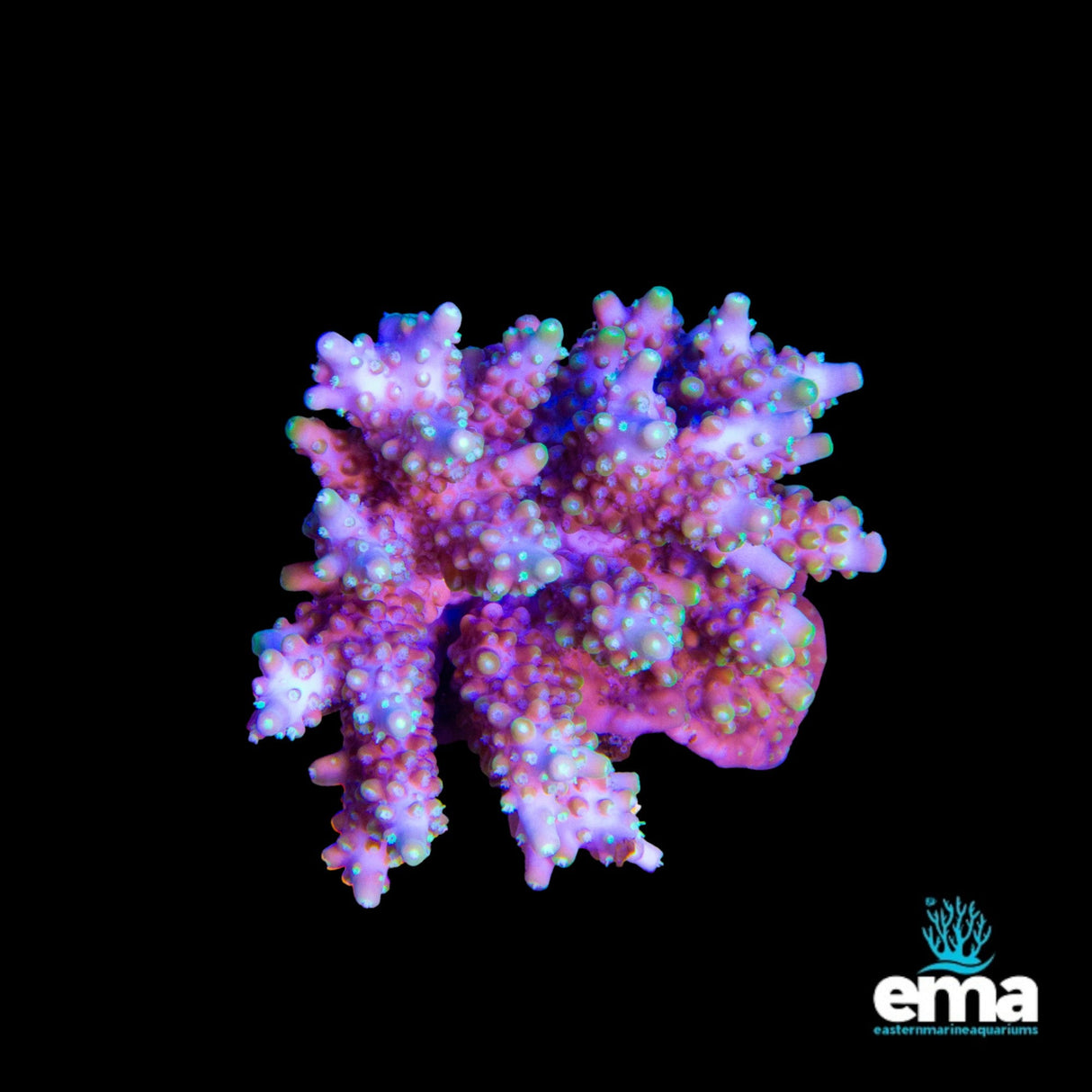 Acropora Coral