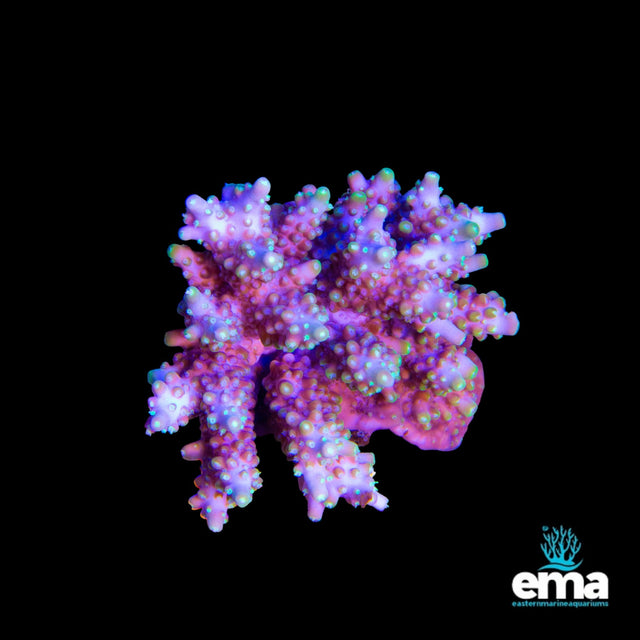 Acropora Coral
