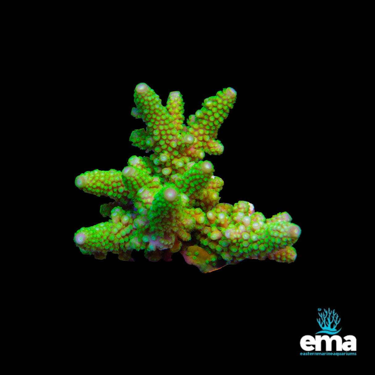 Acropora Coral