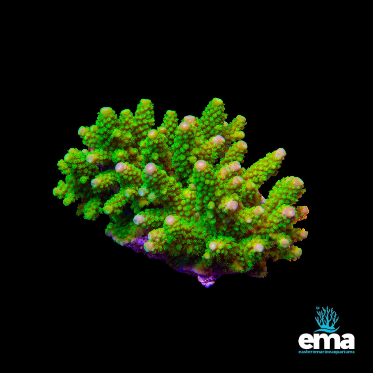 Acropora Coral