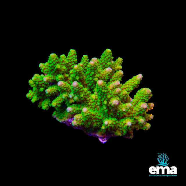 Acropora Coral