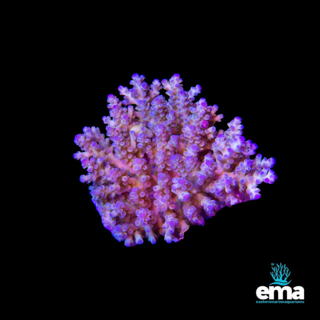 Acropora Coral