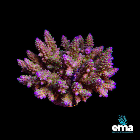 Acropora Coral
