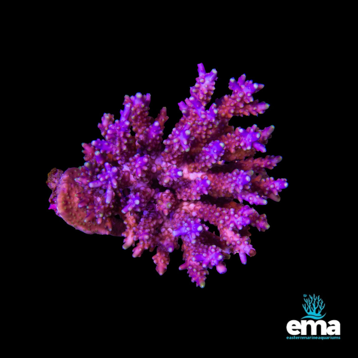 Acropora Coral
