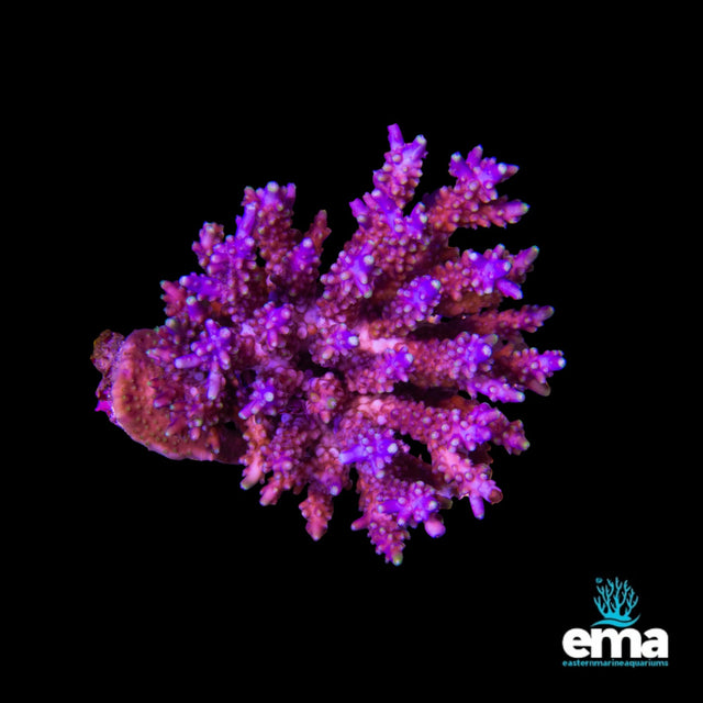 Acropora Coral