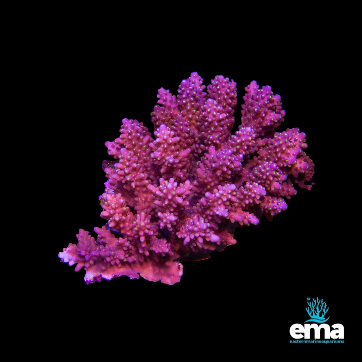 Acropora Coral