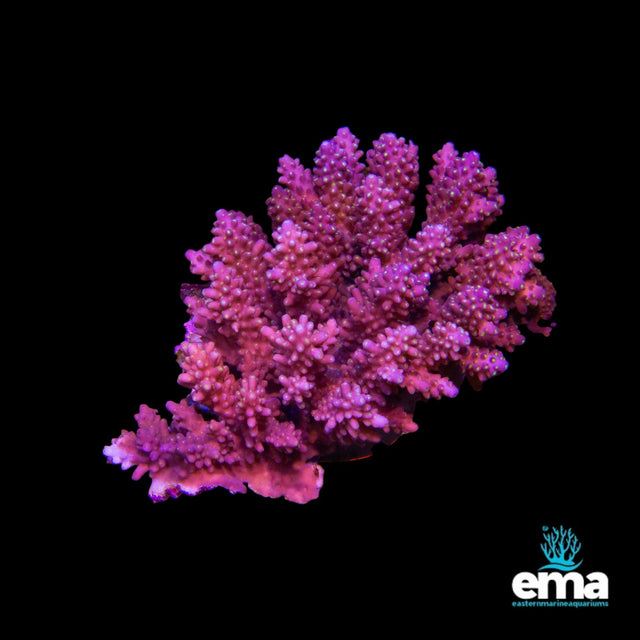 Acropora Coral