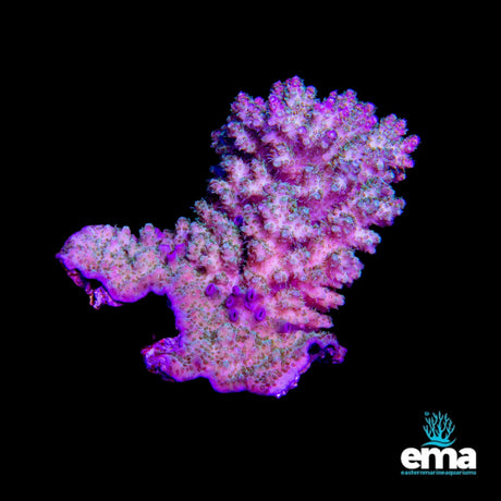 Acropora Coral